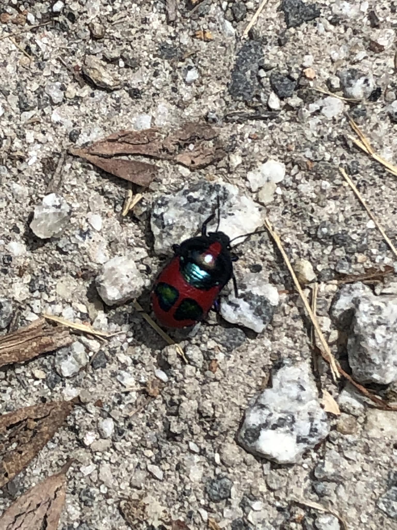 Rhytiphora nigrovirens beetle found in Victoria Australia