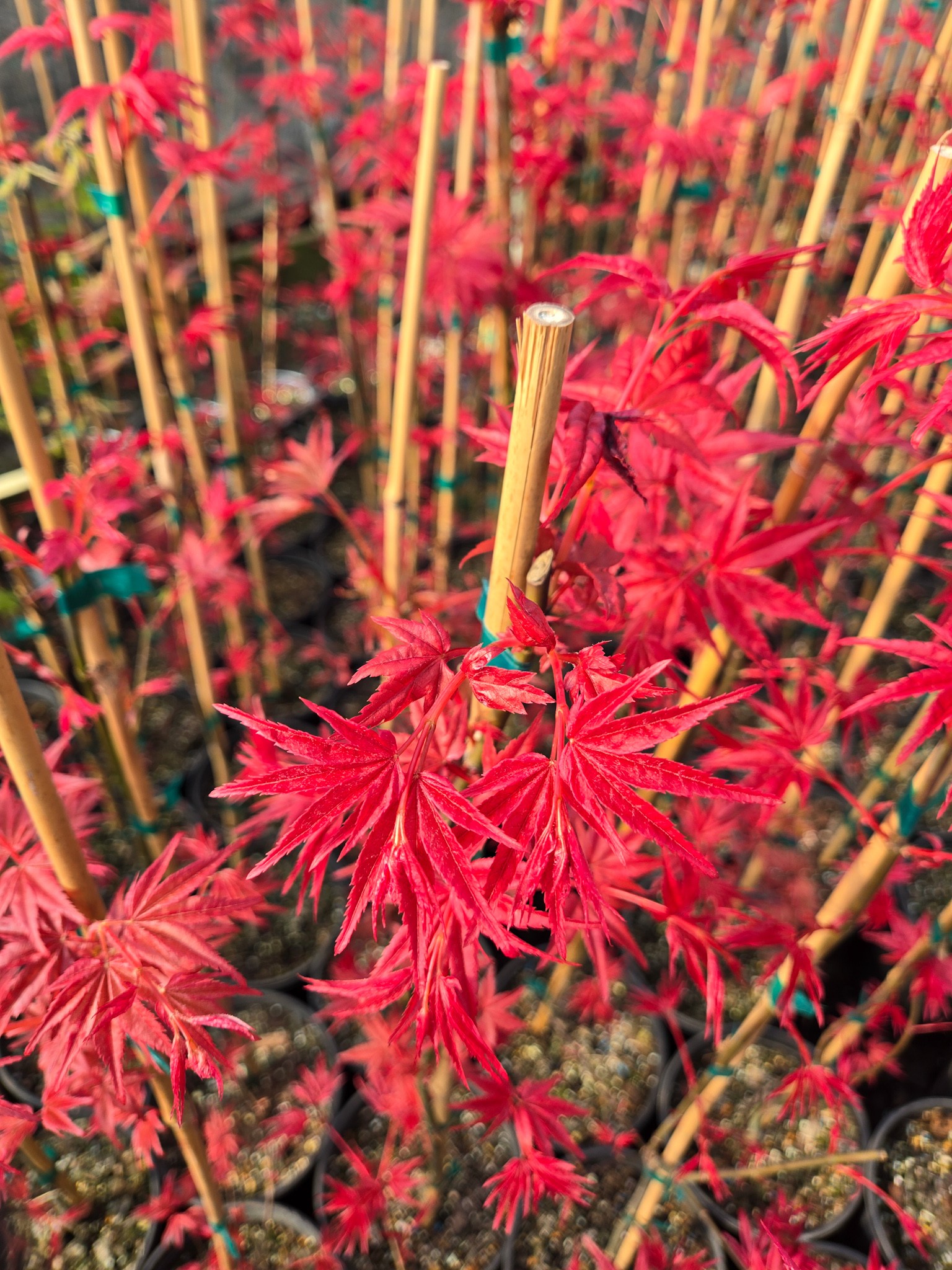 What type of Japanese maple has fire engine red fall color?