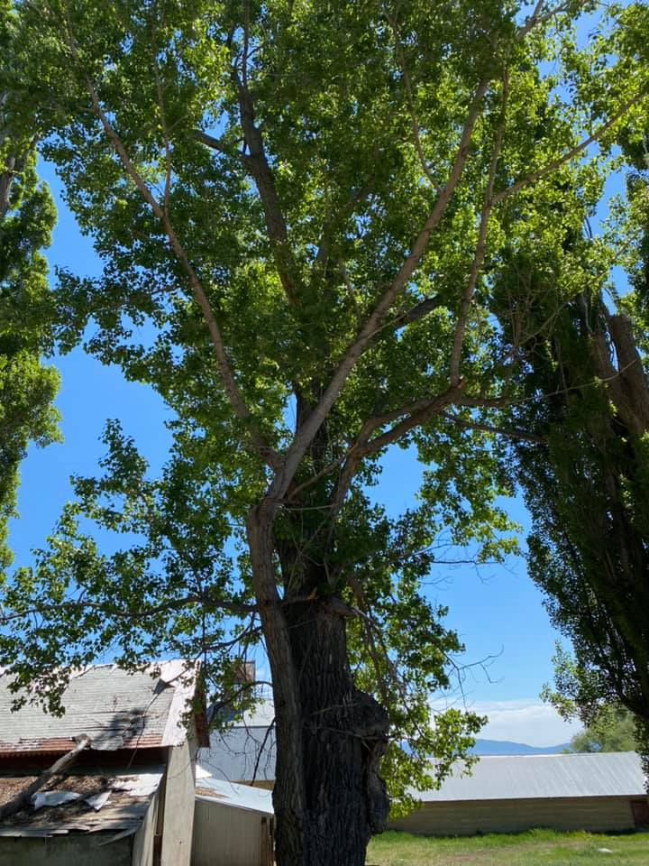 Chavira Tree Trimming | Battle Mountain NV
