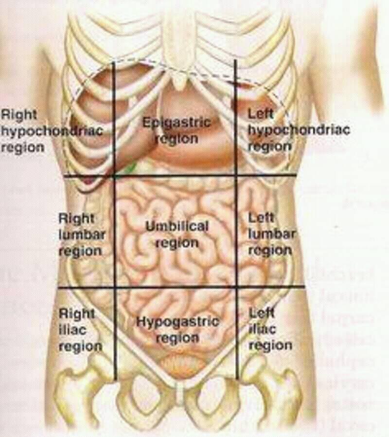 Nine Regions... - Anatomy by Dr. Shafiq Ahmad Kainth.
