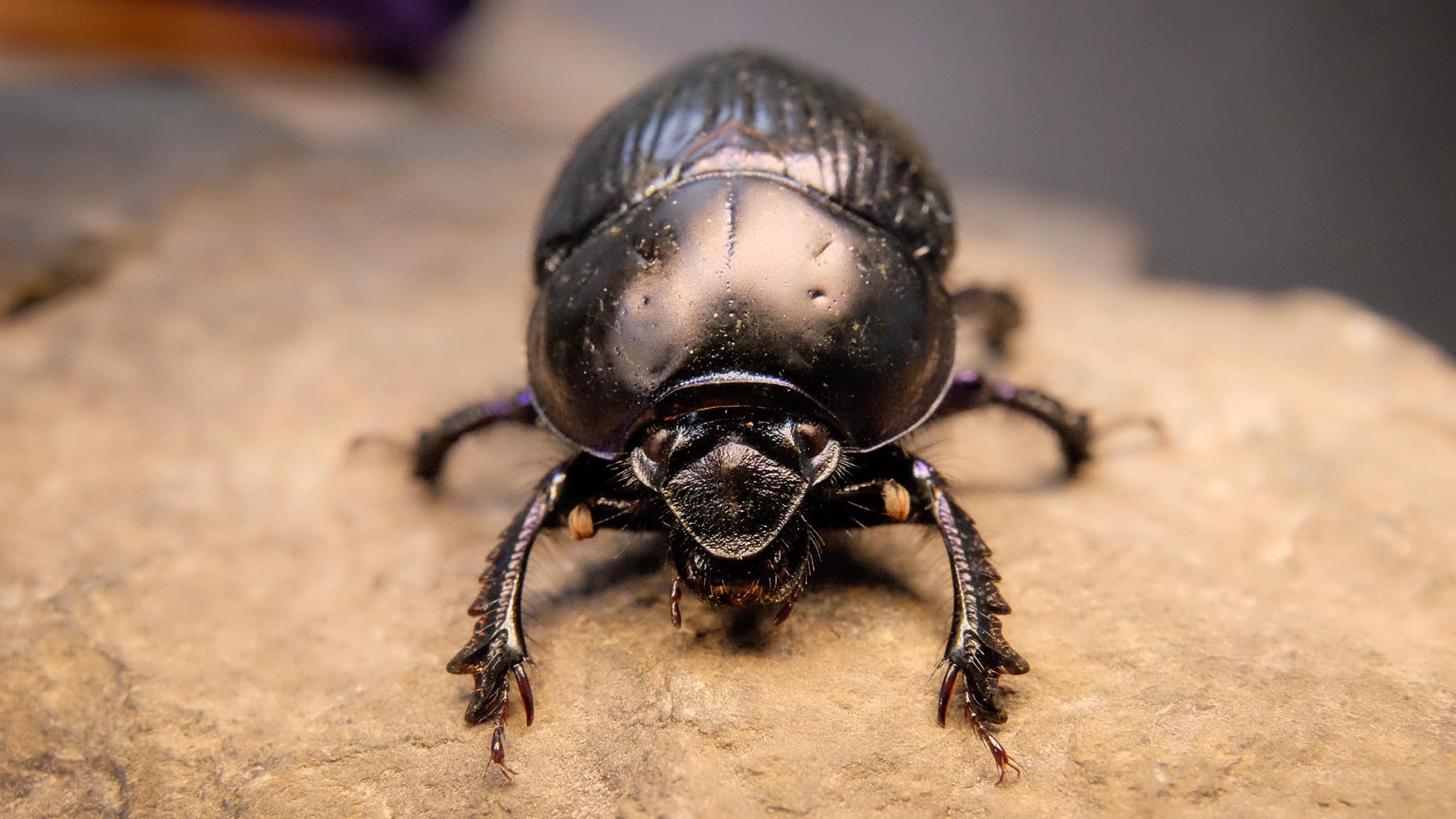 Earth-boring dung beetles of the Victorian mallee