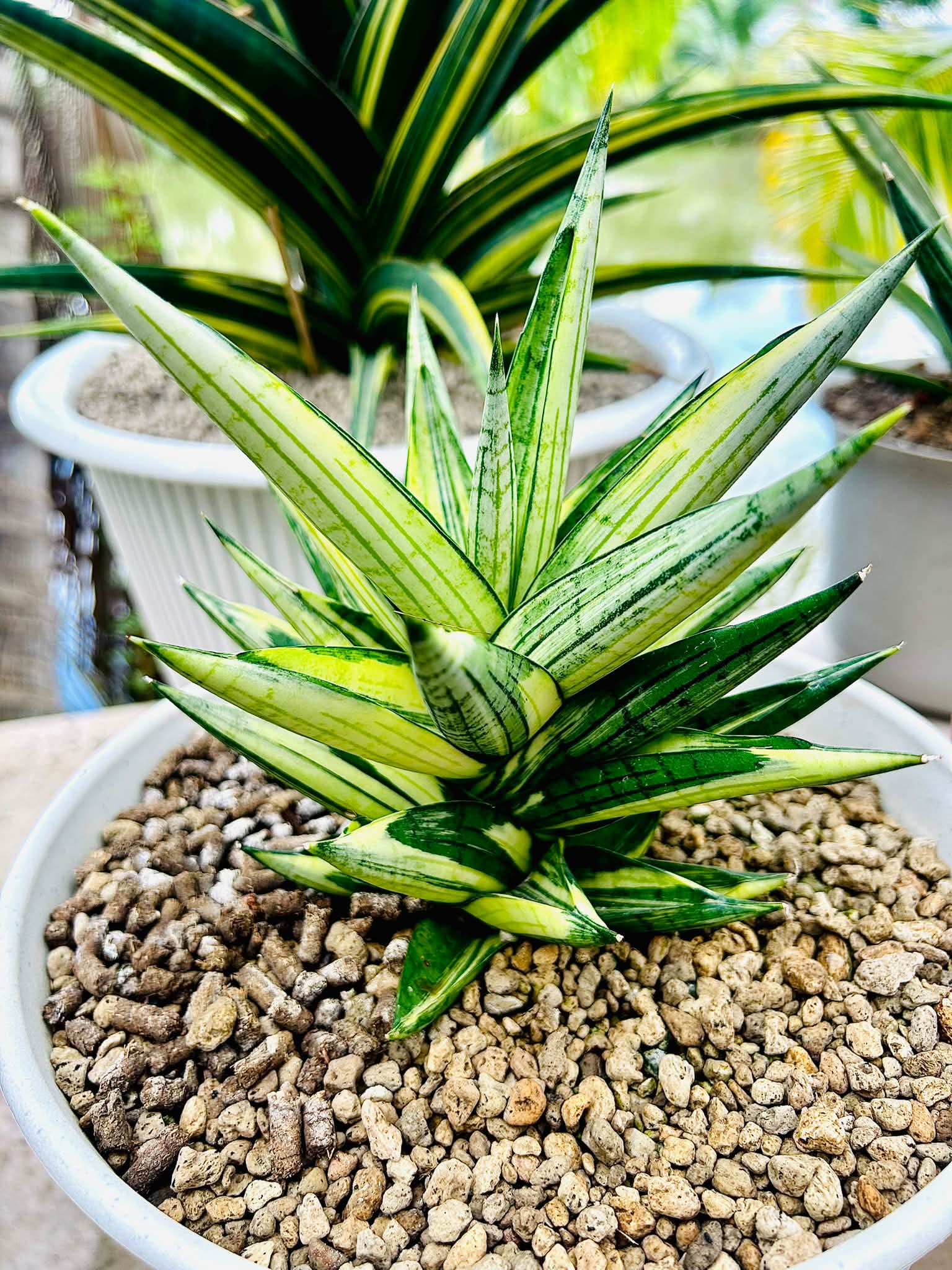 Sansevieria Manja ,Black Pearl and Sunny