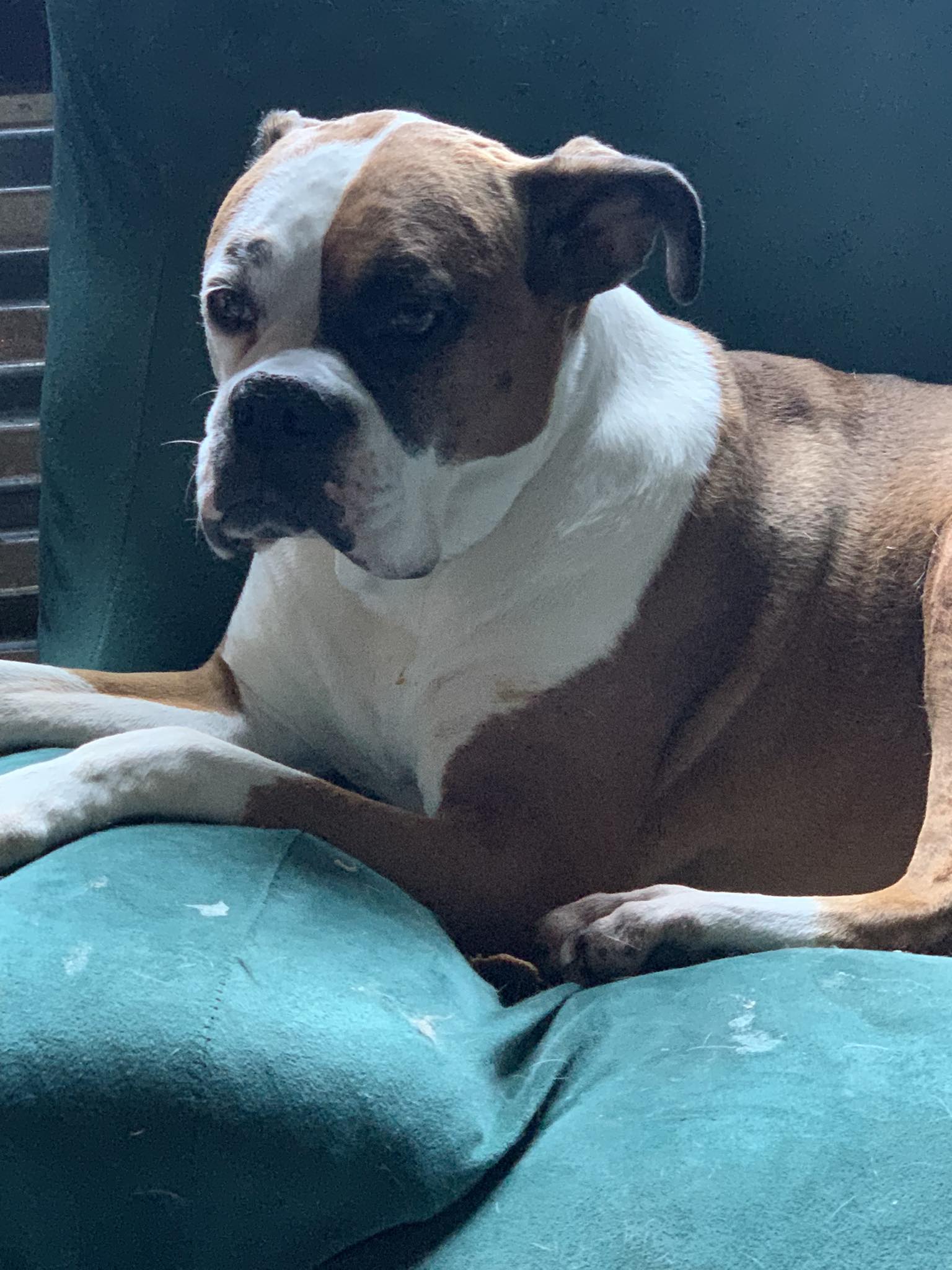 Has anyone given their dog vitamin B12 injections for GI issues?