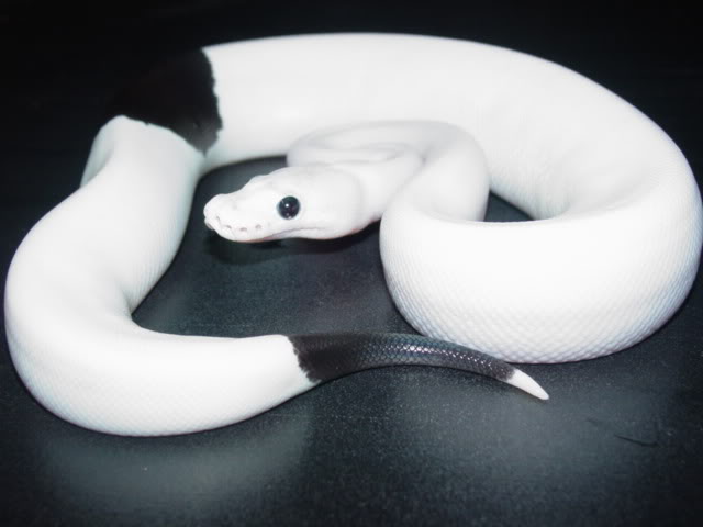The Python Project added a new photo... - The Python Project