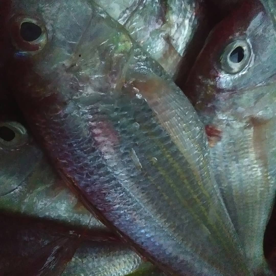 💞Assalamualaikum.. Selamat Pagi💞... - Elani's Fish Market