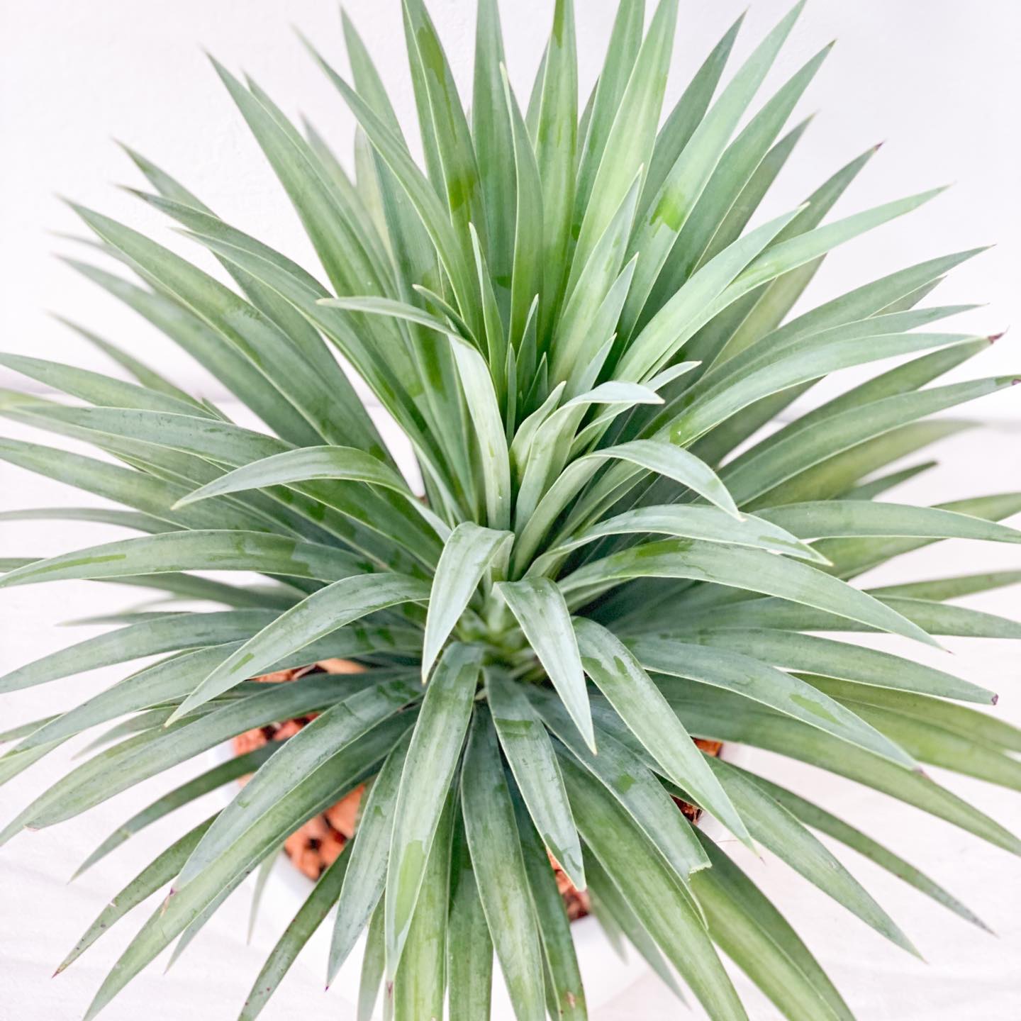 Agave bracteosa 500B アガベ ブラクテオーサ 竜舌蘭の名前で知られる