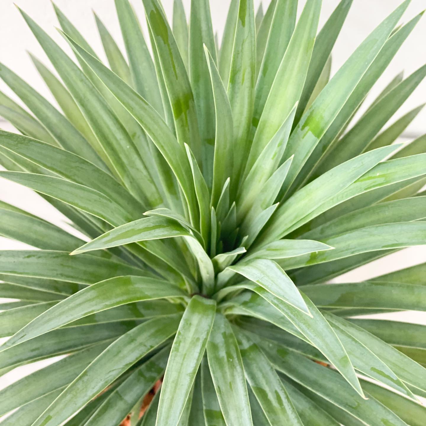 Agave bracteosa 500B アガベ ブラクテオーサ 竜舌蘭の名前で知られる