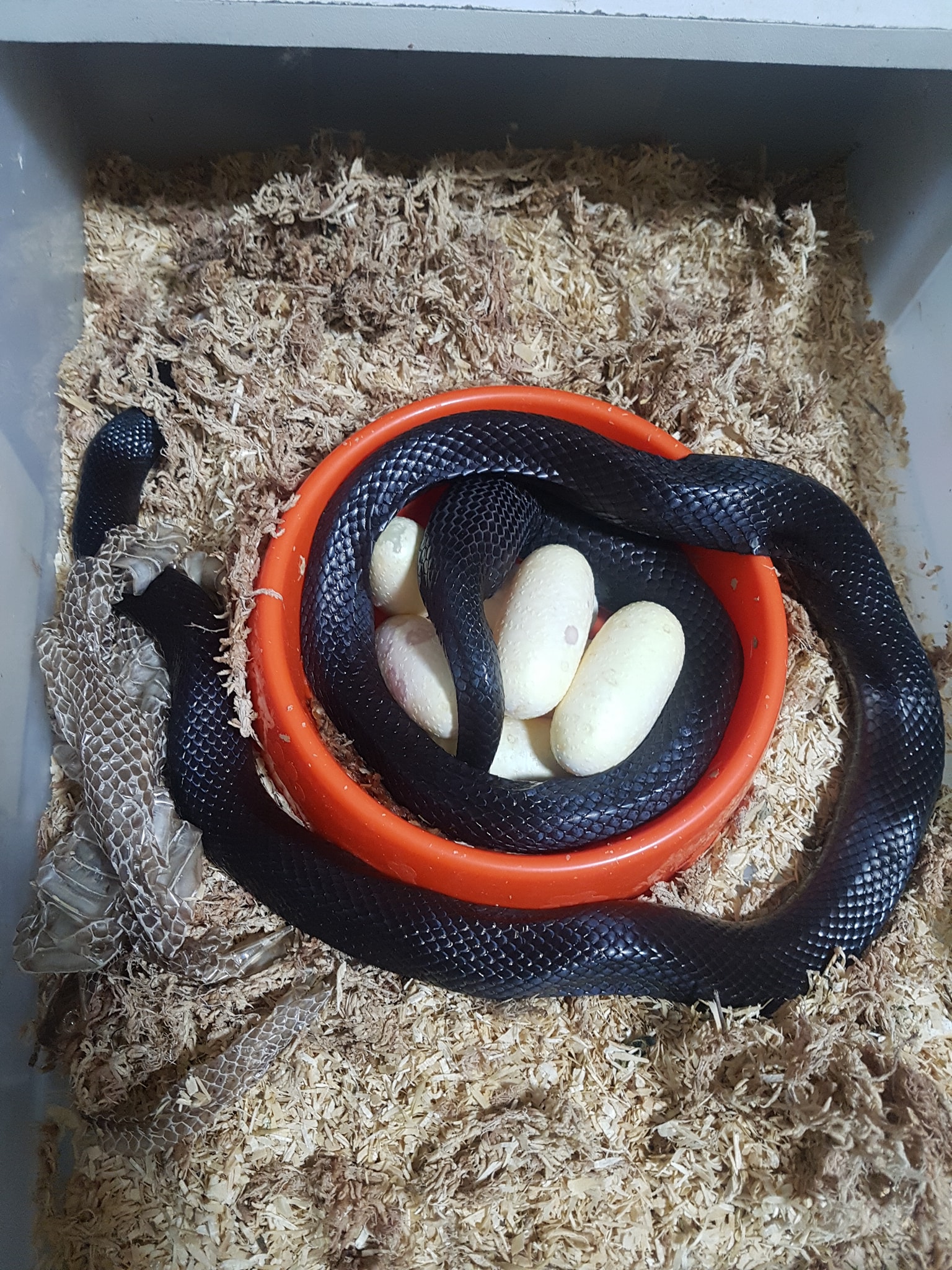 Chef Snake - ดีนะ!!! เมื่อวานไม่เติมน้ำให้ ทำ nest box... | Facebook