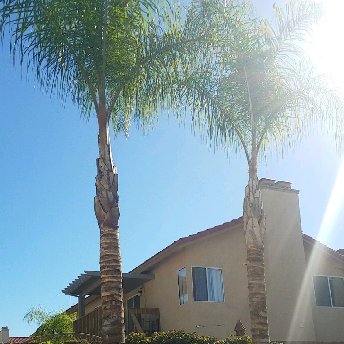 JS Tree Care | Rubidoux CA