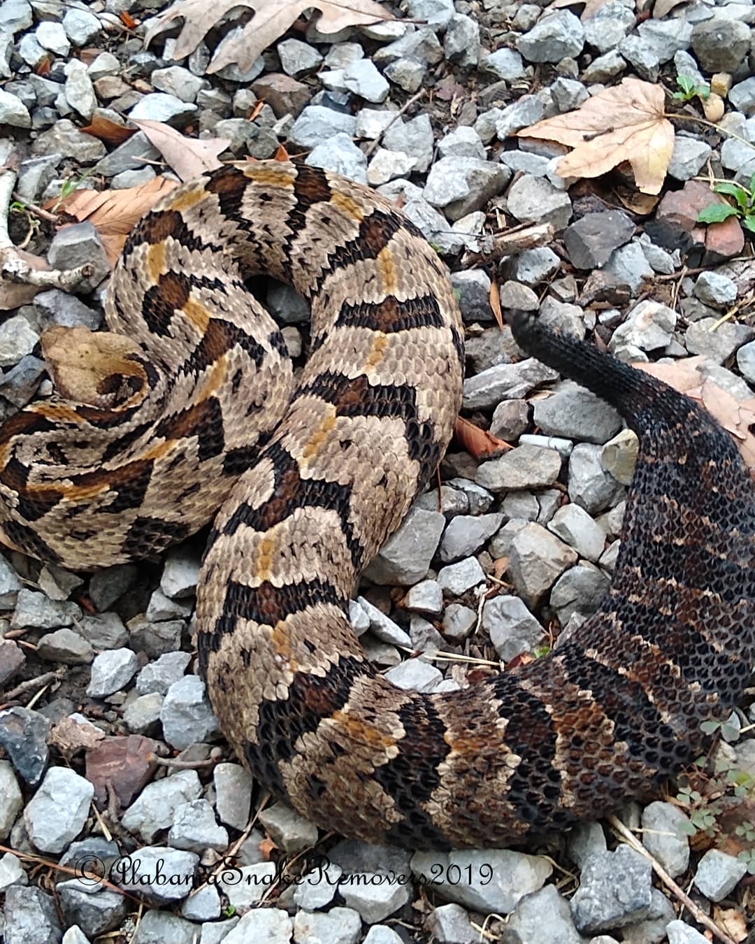 Alabama Snake Removers - HAPPY THANKSGIVING! Did we say we were ...