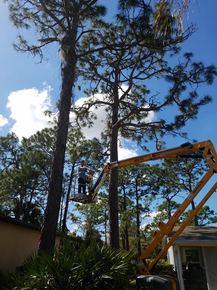 Southwest Tree Service LLC