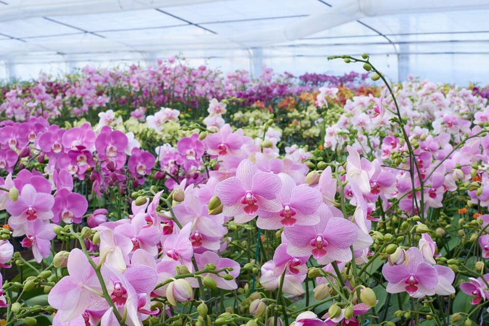 森田洋蘭園 Morita Orchid Inc