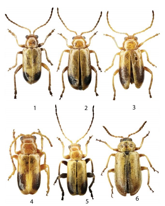Insect Science - A new Galerucinae species from Iran and...