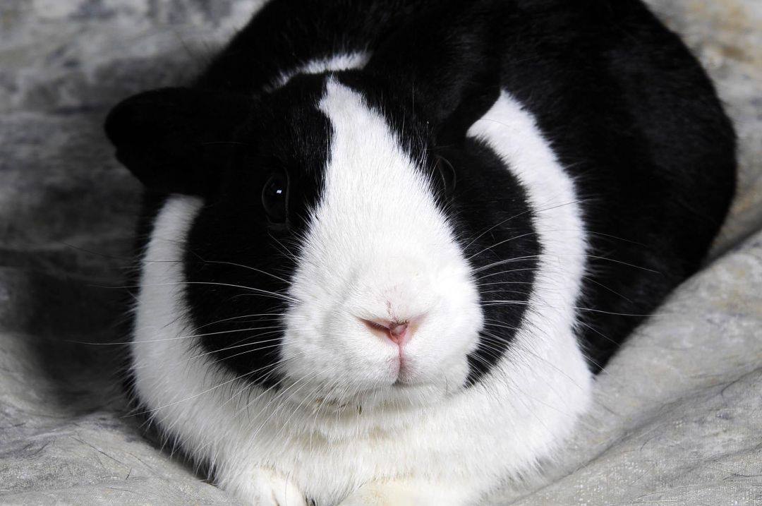 Meet Romeo! Romeo is a... - Rabbit Rescue & Rehab