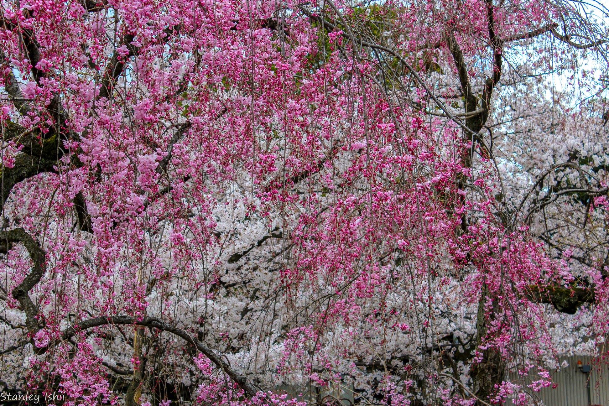 2 different types of cherry blossoms, just pretty!!!