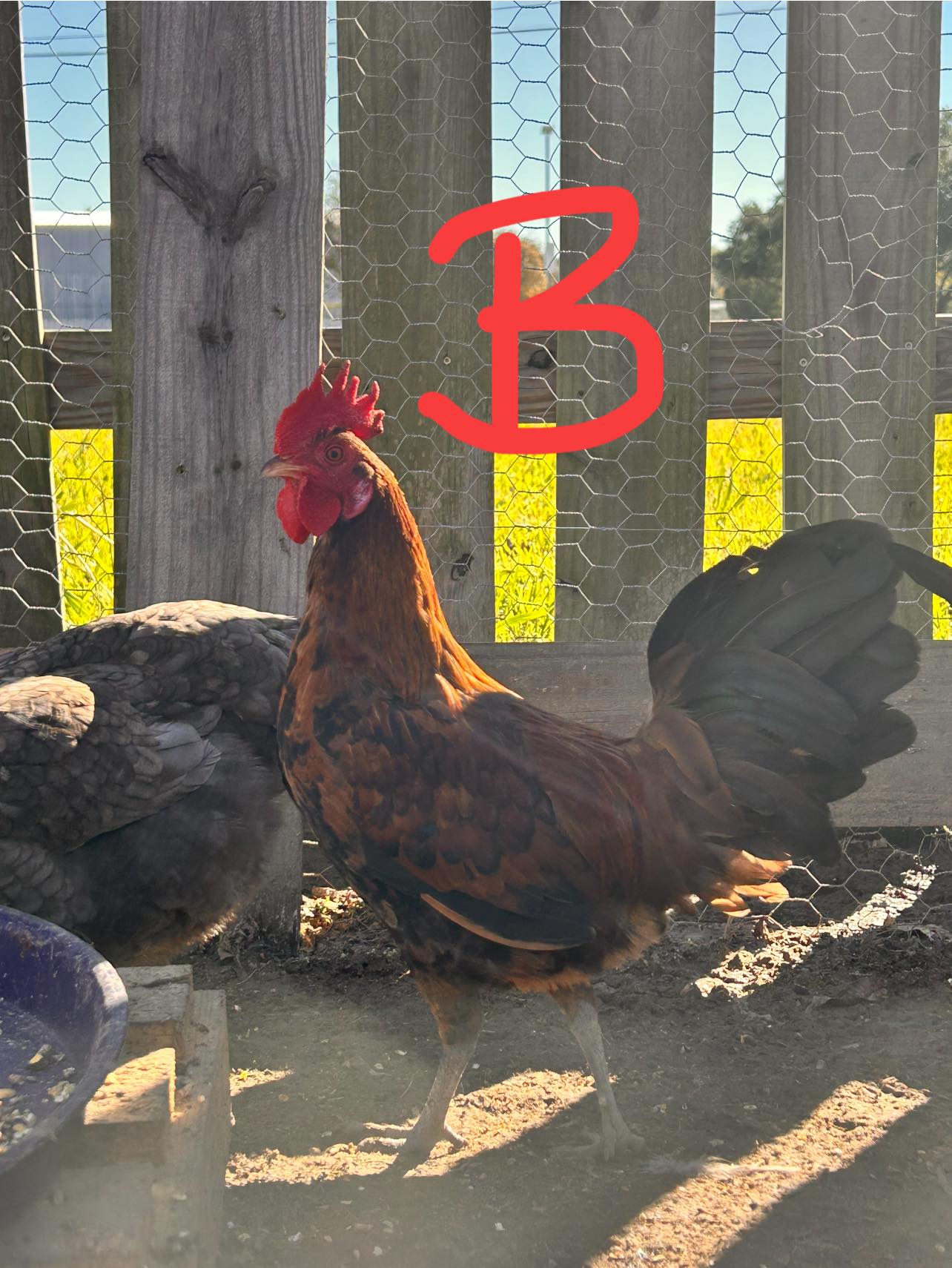 Chicken Coop Ideas & Everything Backyard Chicken | Can someone please ...