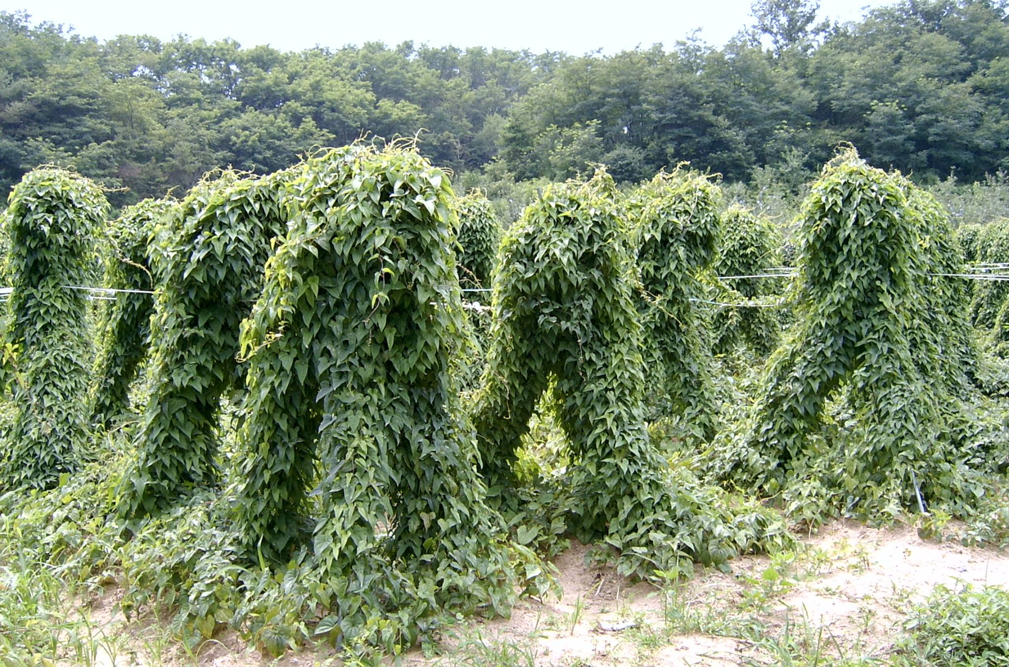 경북안동의 우수농특산품 전문쇼핑몰 접실농산 - 안동산마 상품 1kg10000원 5+1kg 50000원 10+2kg 95000원 ...