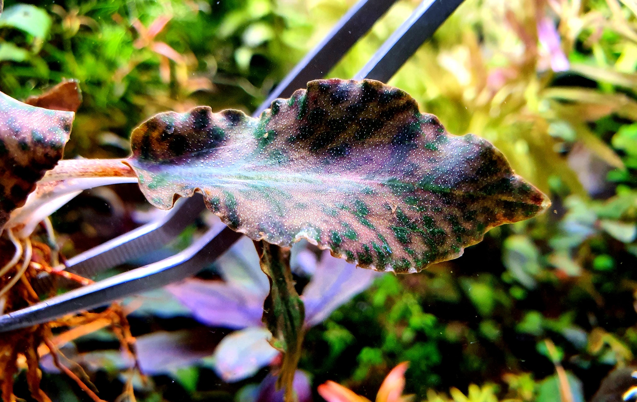 Cryptocoryne Purple Emperor KN By Nakamoto We just can't take