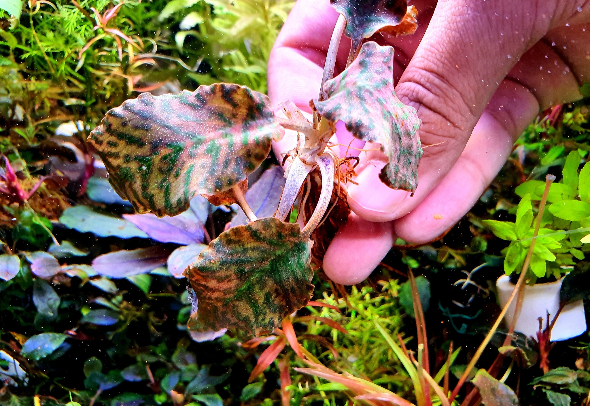 クリプトコリネ Purple Emperor【KN】 Cryptocoryne Purple Emperor KN By Nakamoto We just can't take