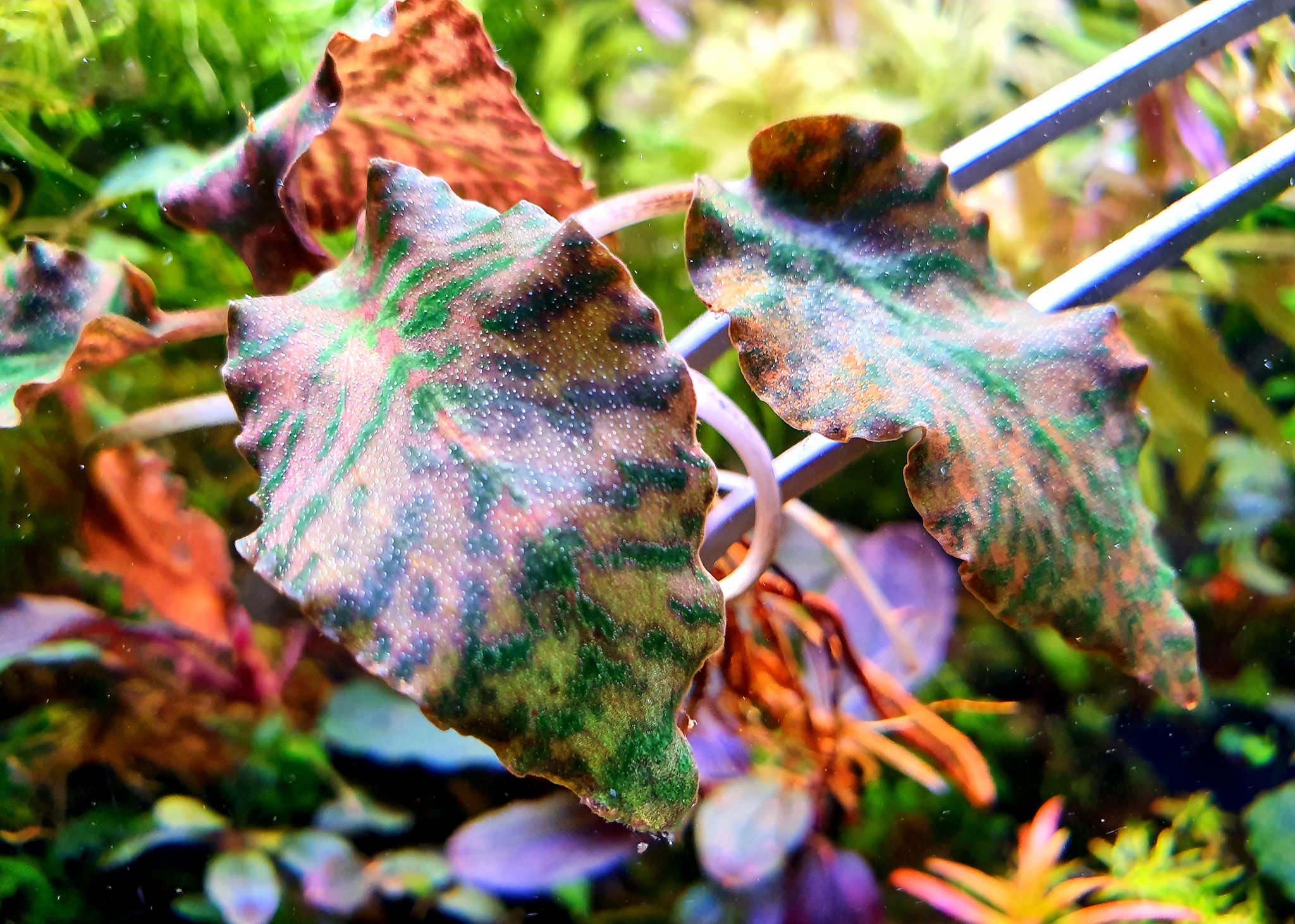 Cryptocoryne Purple Emperor KN By Nakamoto We just can't take