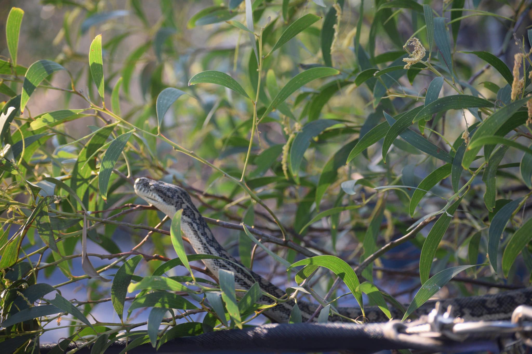 Brisbane Snake Catchers - This sneaky snake was trying to access to a ...