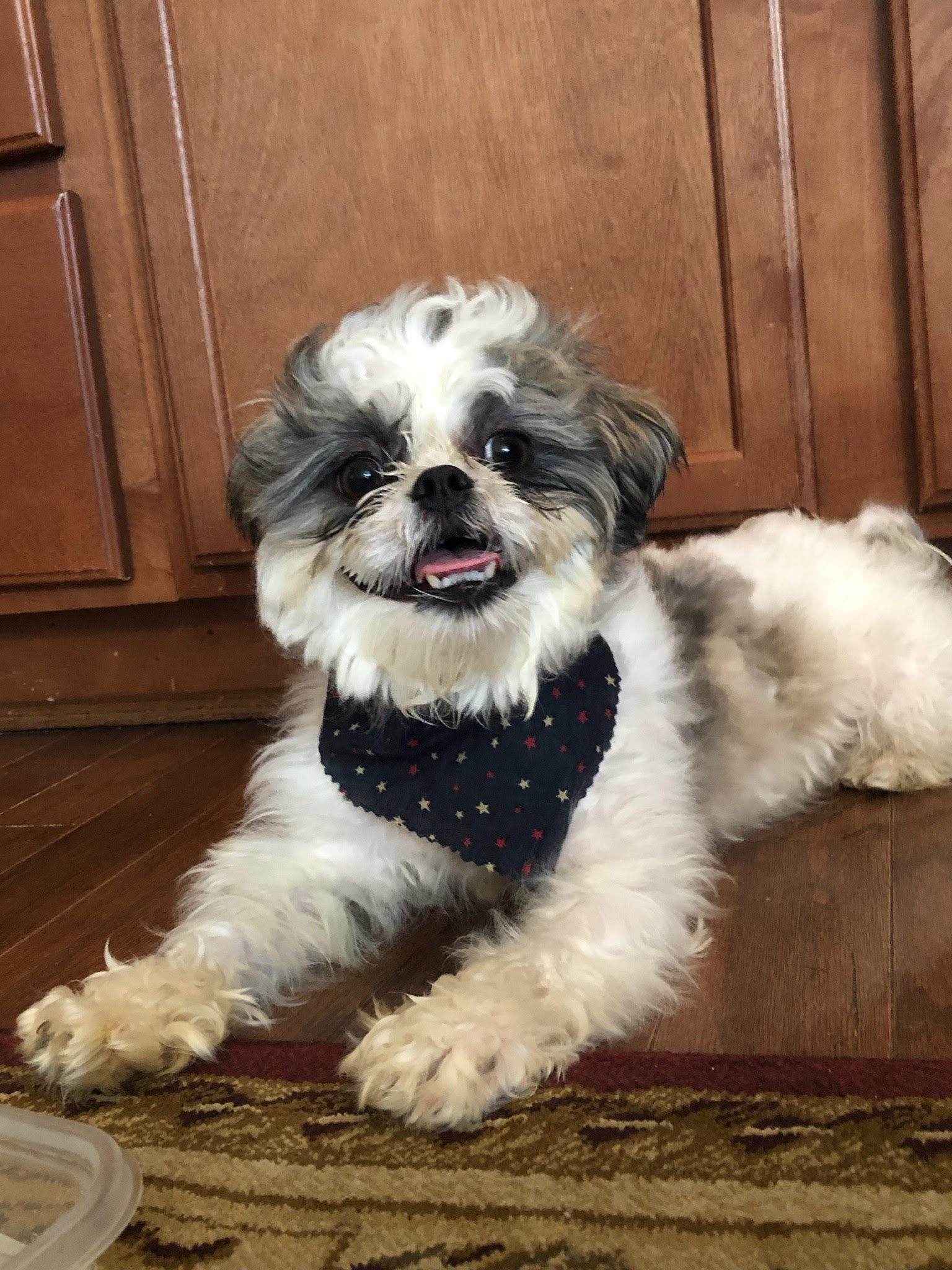Status: Adoption Pending!... - Project No Kill Canine Rescue | Facebook