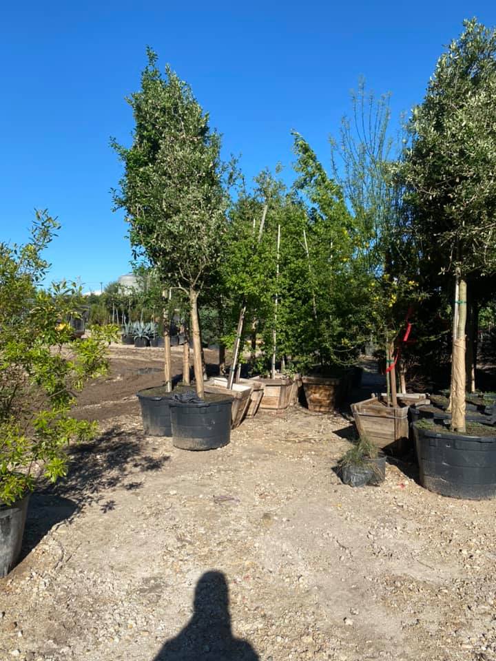 A & E Trees LLC