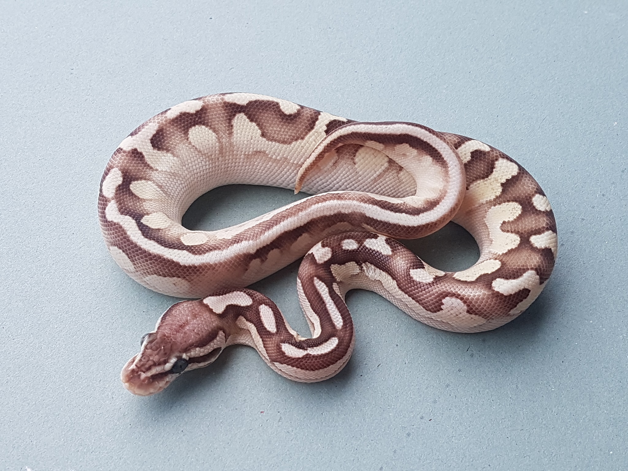 Chef Snake - 10 คำถามที่รอกันมานานครับ อ่านกฎ..นะครับ... | Facebook