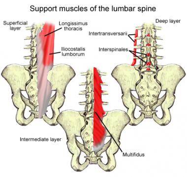 MUSCLES OF THE DAY!... - Anthony Master of Massage | Facebook
