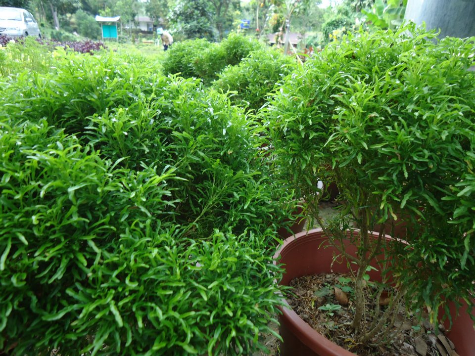 Jastre Belimbing Subok | Bandar Seri Begawan