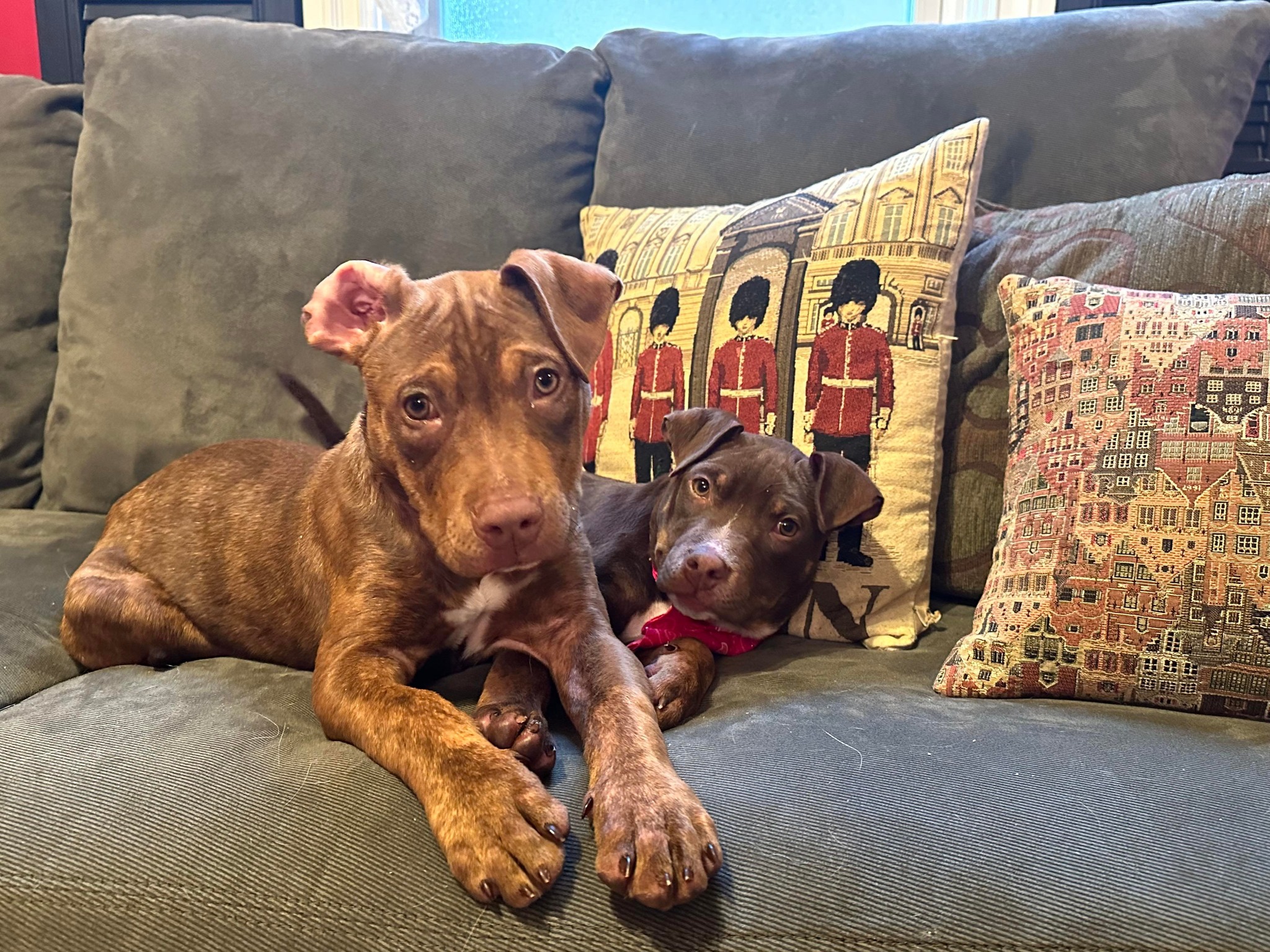 Meet these two... - Project Hope Animal Rescue Foundation