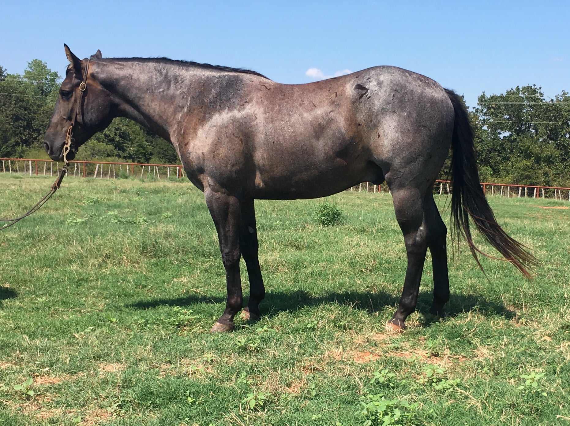 Lohman Ranch | Blanchard OK