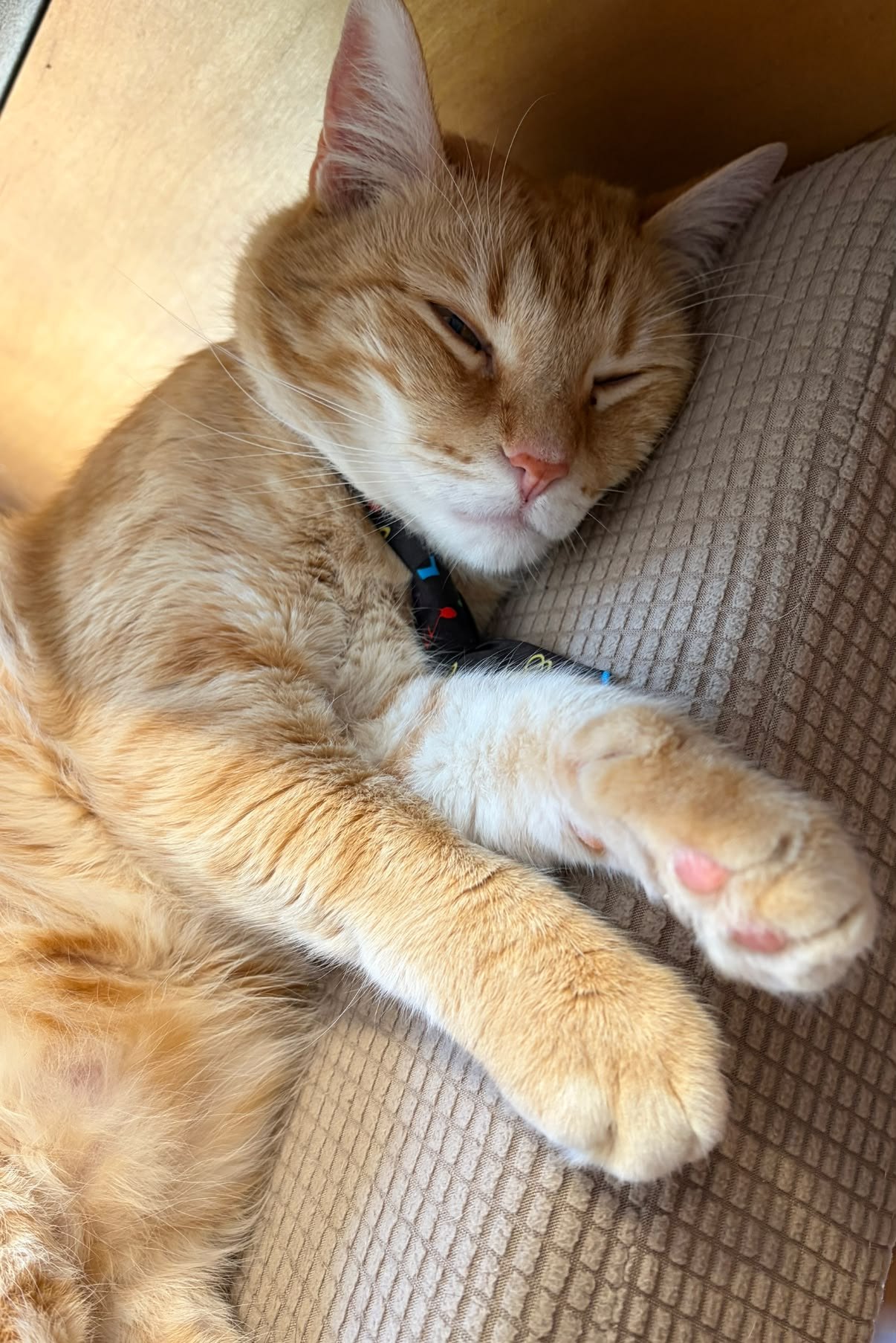 Jamie Lynn　「Sleeping Cat」　157 Why does my huge orange kitten sleep so much?