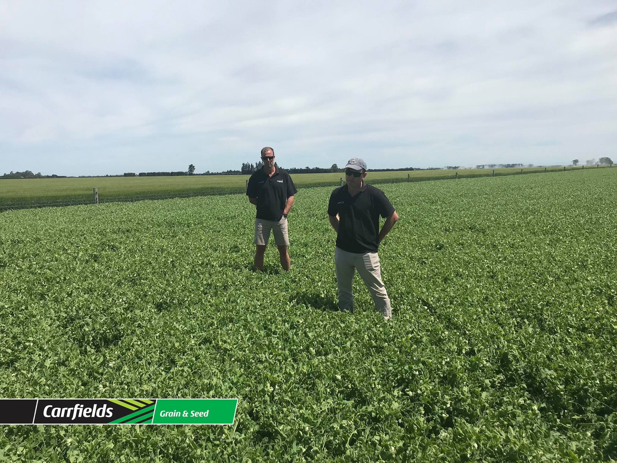 Carrfields NZ - The Carrfields Grain and Seed team went on...