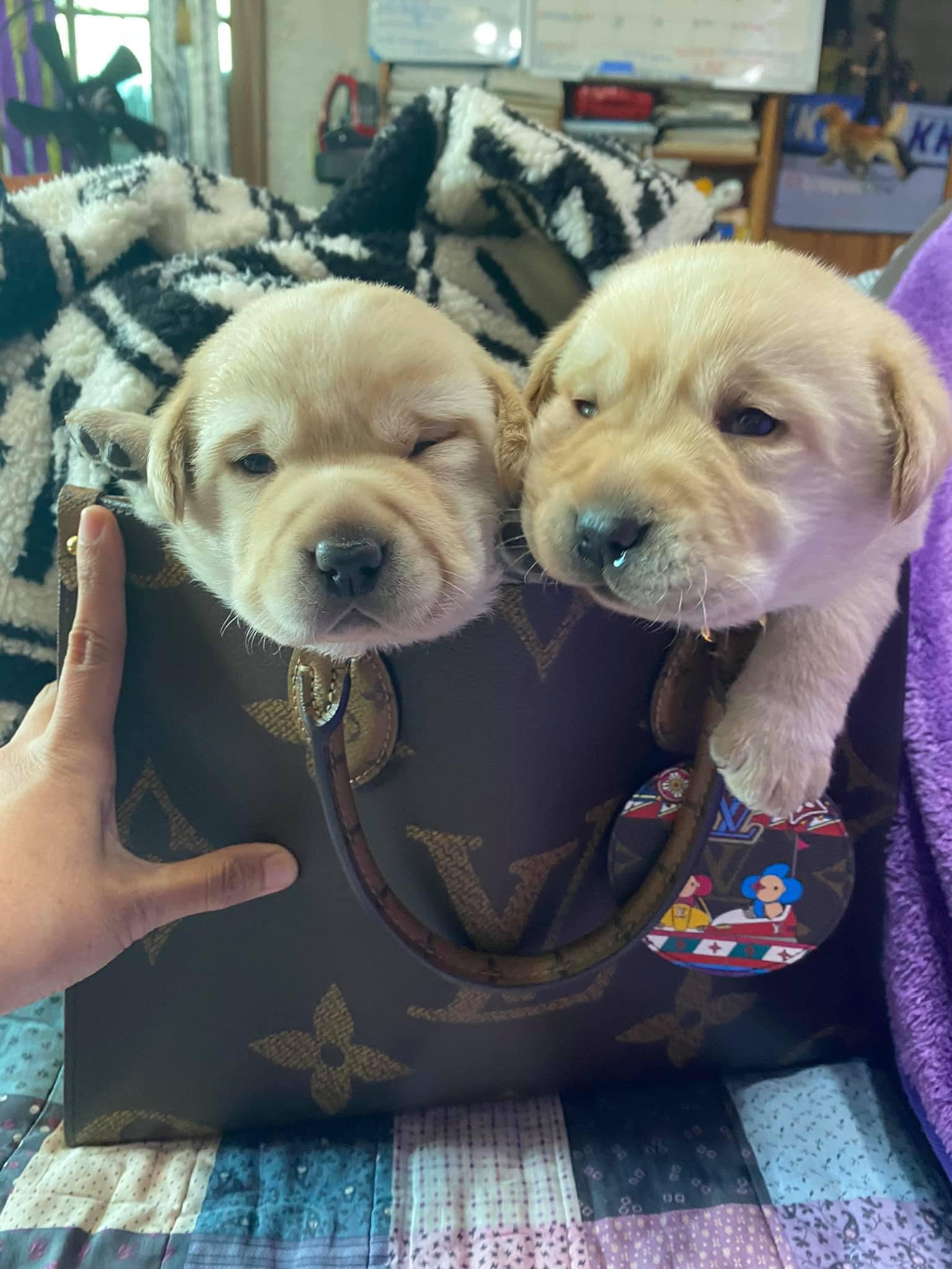 บักแบมตัวไหน - Dobby Bambii labrador | Facebook
