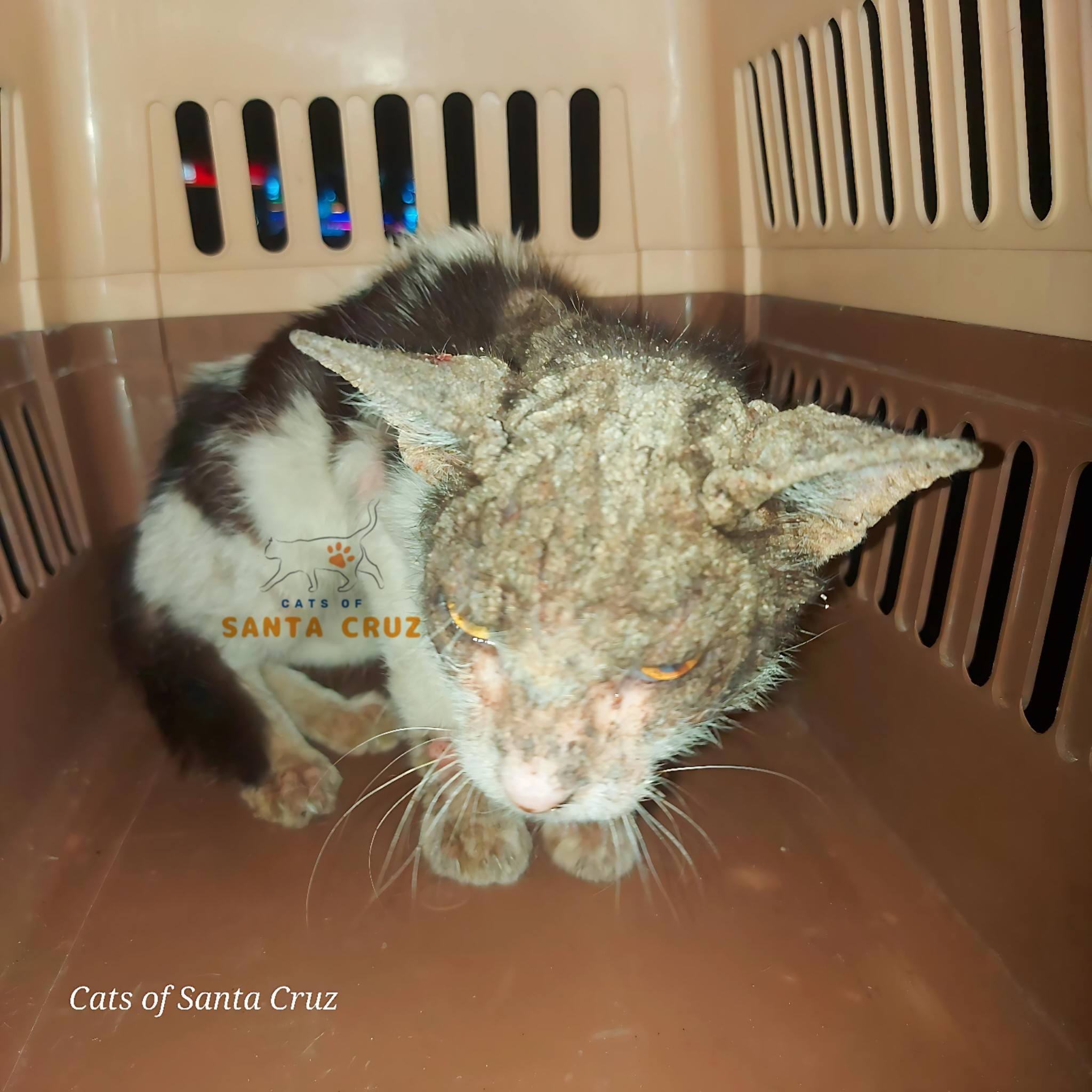 Urgent veterinary care needed for rescued cat with skin issues