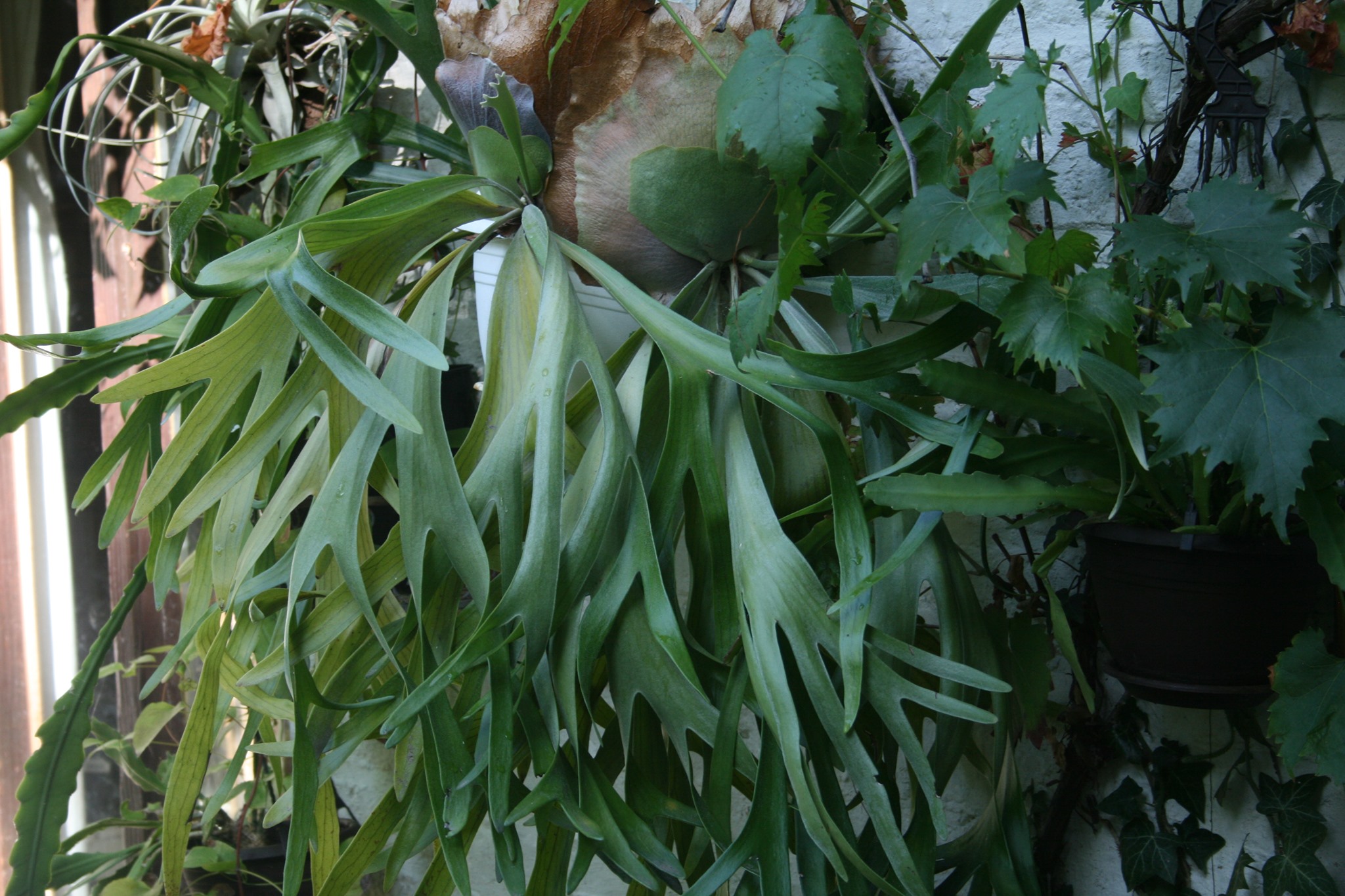 P. White Mr.Oat #platycerium #fern #ferns #staghornfern
