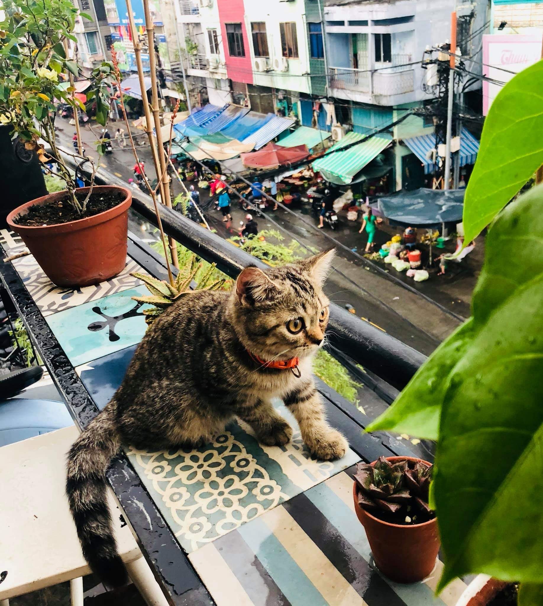 MC House - Mưa trên đường ngập lối Có còn mèo còn đang... | Facebook