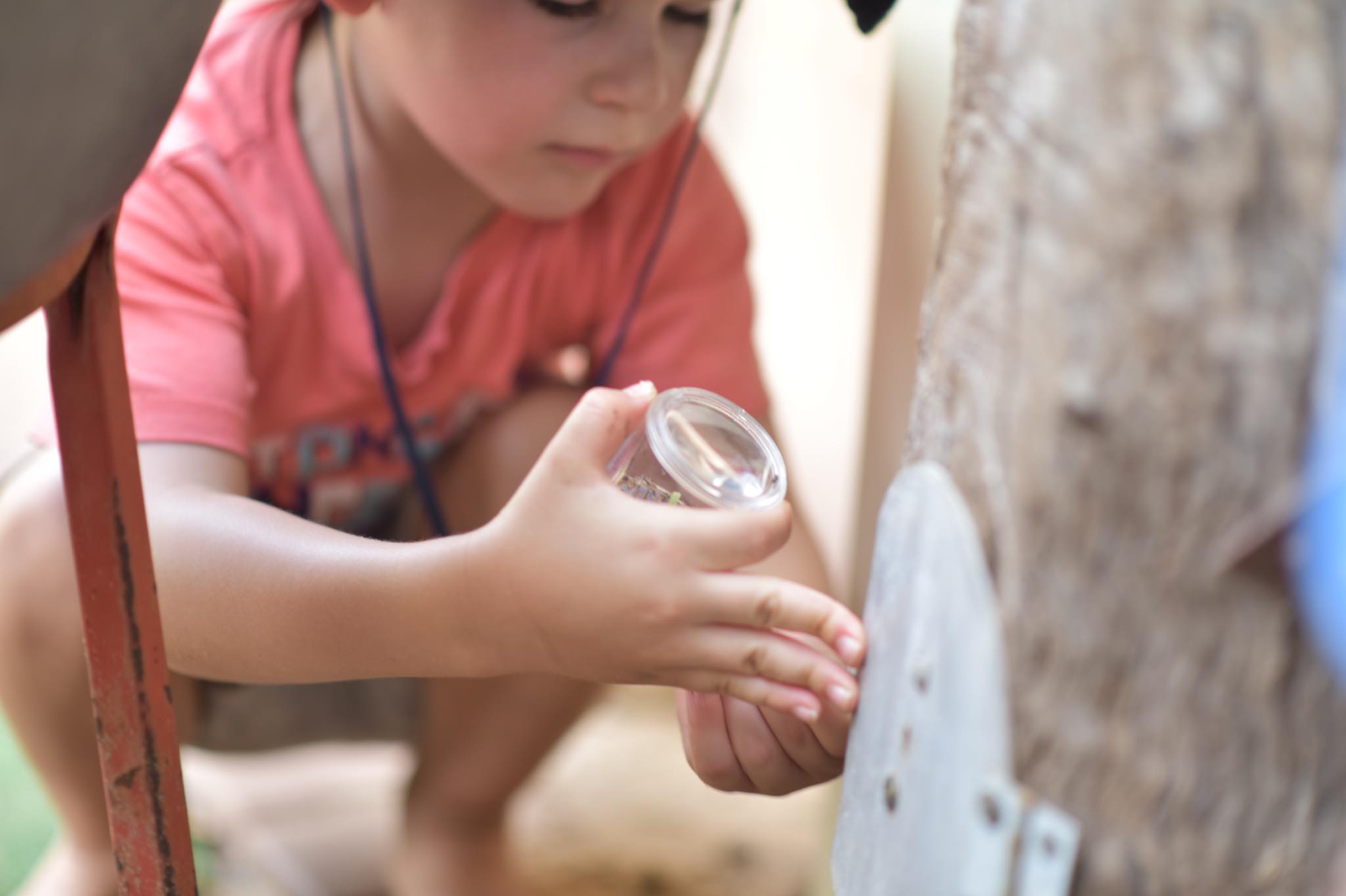 // INSECTS... - Stepping Stones Early Learning Centre Dubbo