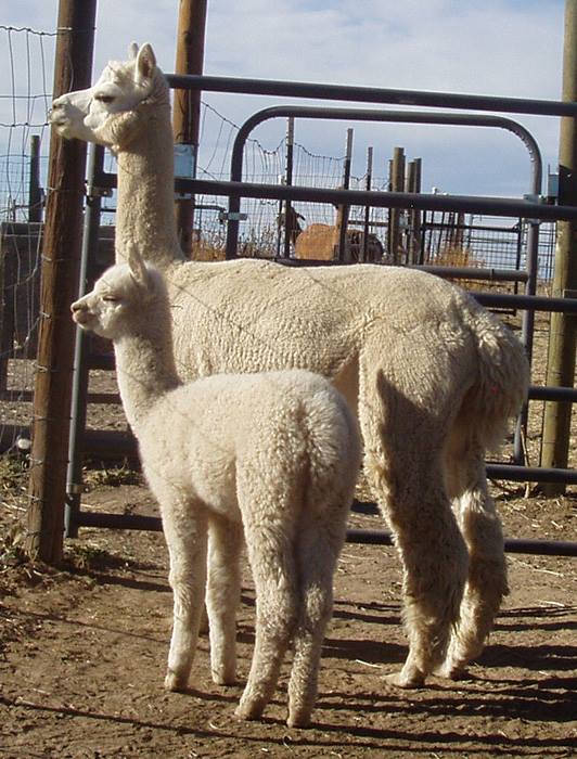 Alpacas at Alpine Ranch | Elizabeth CO