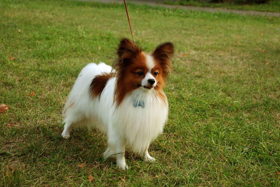My Fly Papillon Kennel added a... - My Fly Papillon Kennel