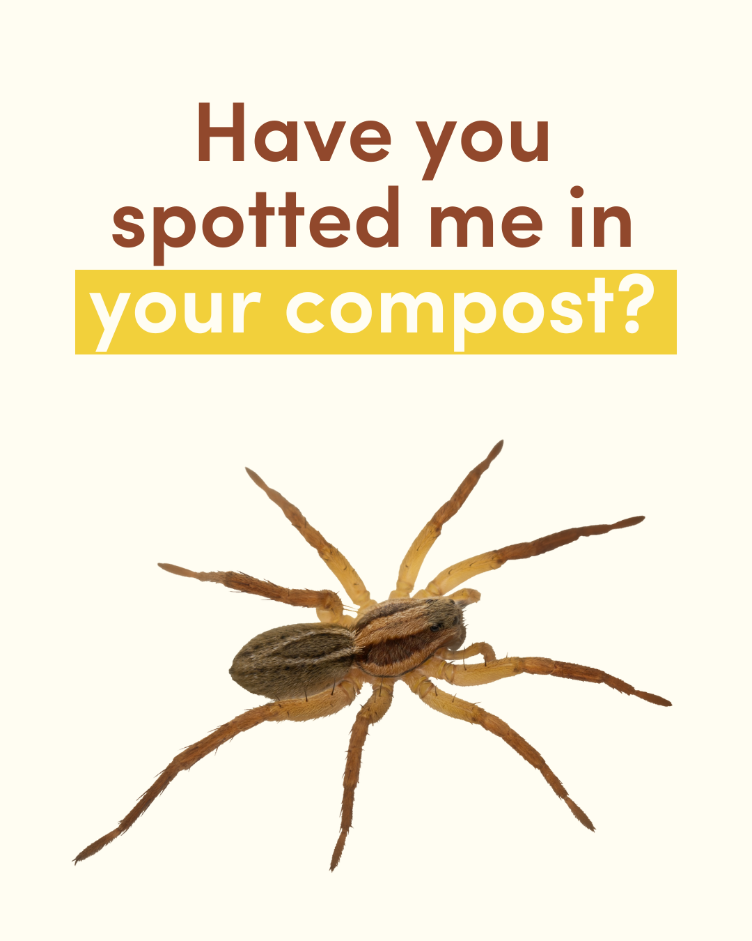 Subpod - Spiders in the Compost? Don't be scared! 🕷️...