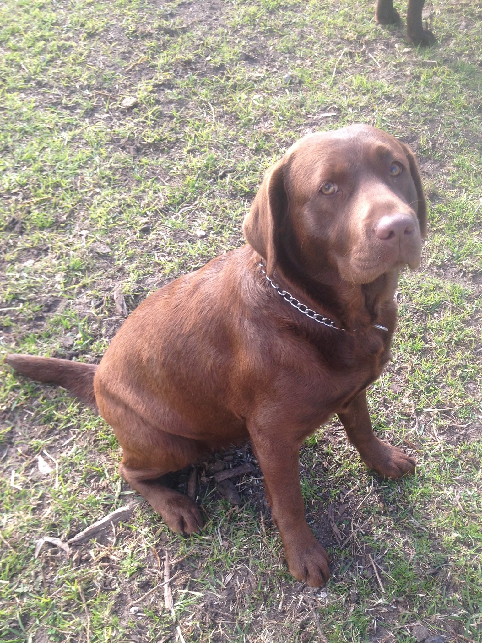 Coorong Labradors