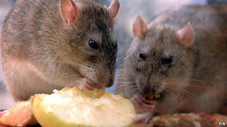 Rat Pest Control Brisbane | Brisbane QLD