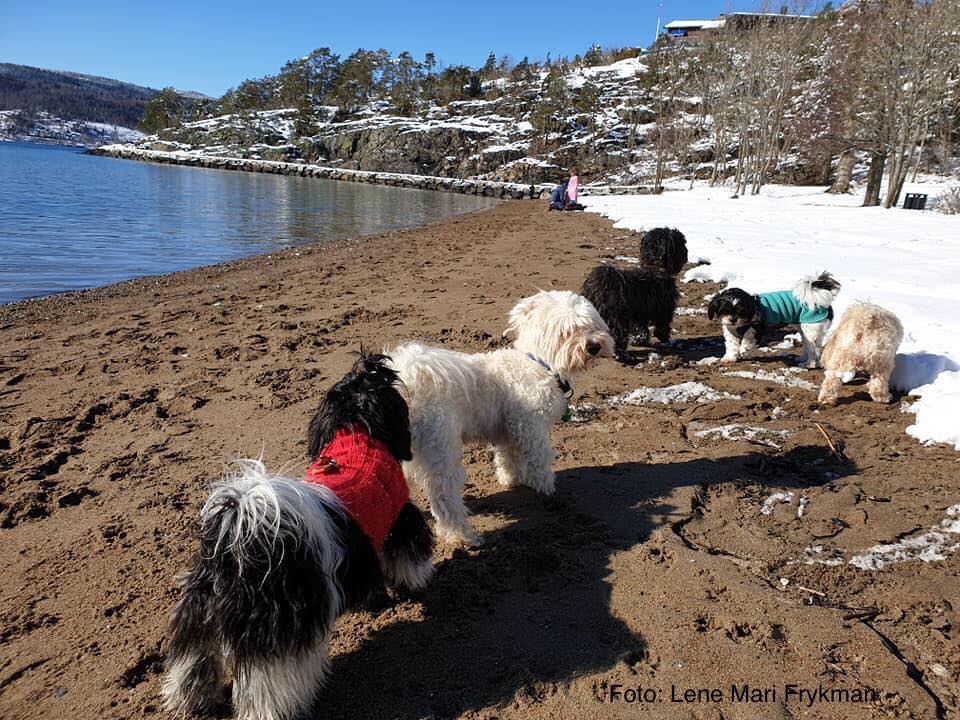 Småhundtreff Drøbak og omegn | Facebook