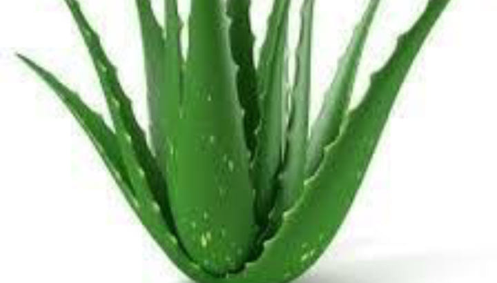 Asilidhahabu products - Mafuta ya kupakaa ya mwani (seaweed skin balm ...