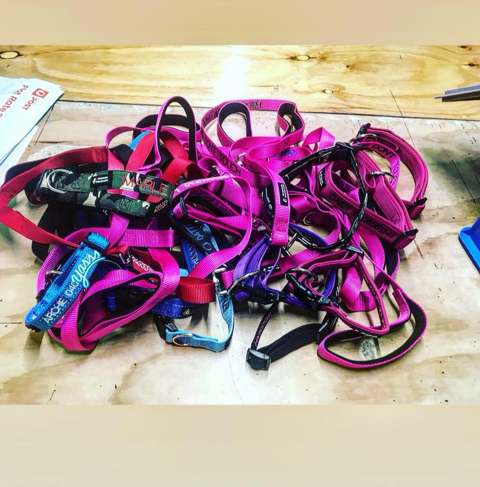 Get Home Safe Collars and Leads