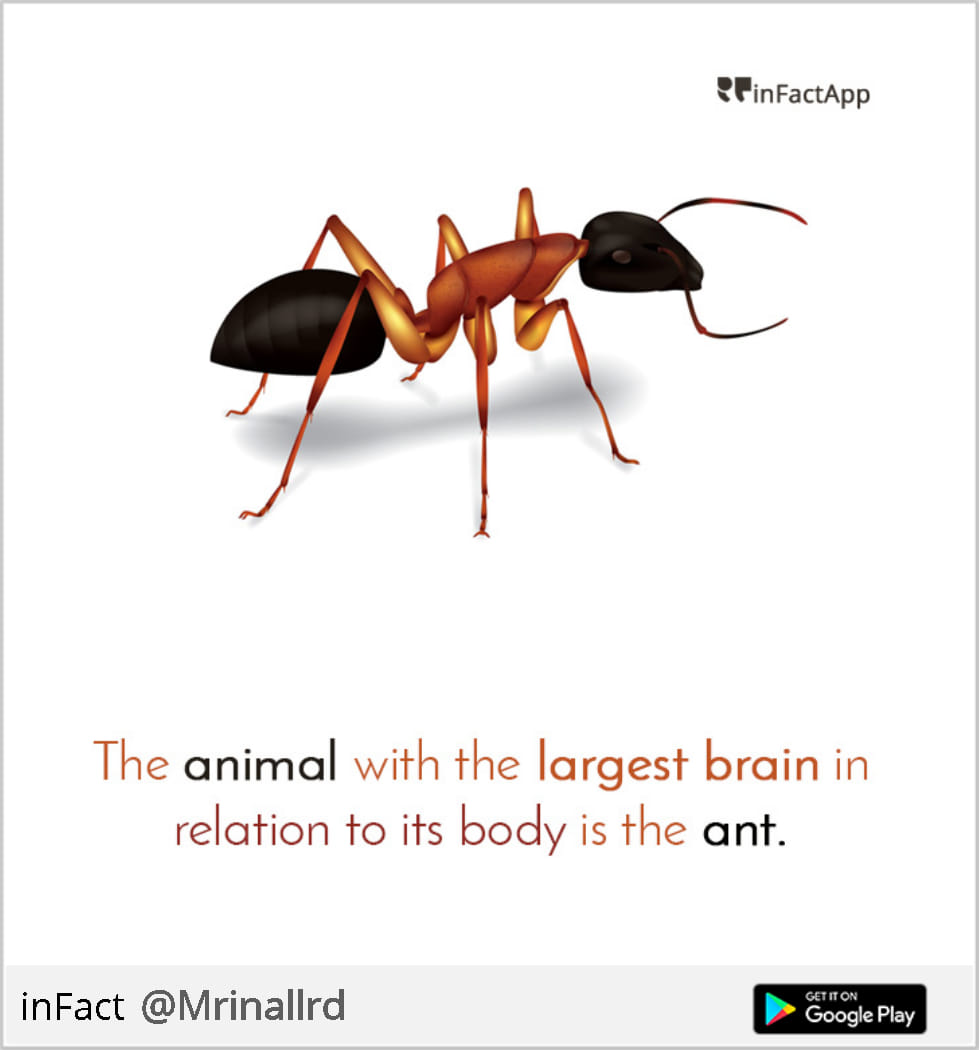 Learn InFact
