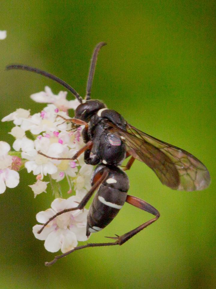 The genus... - D&N Entomological Society- Danes insects | Facebook