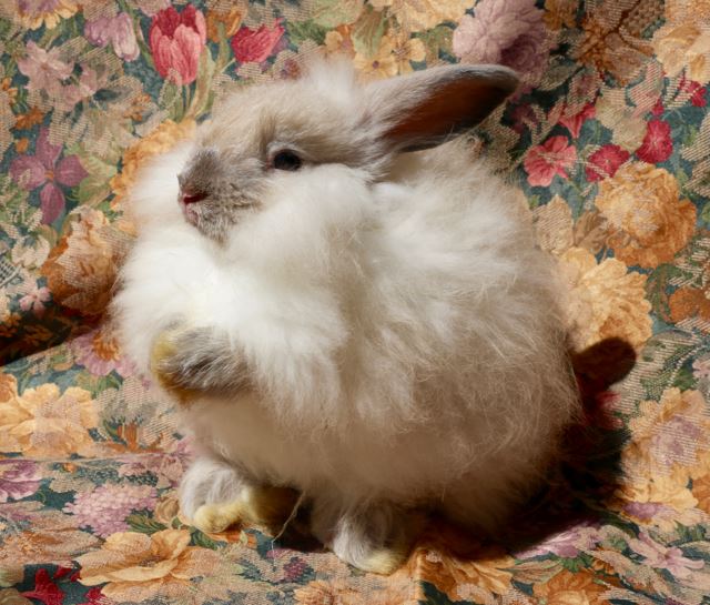 The Lamb and Hound - Purebred sable point buck, pet quality, English ...